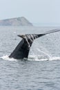 Humpback Whale Royalty Free Stock Photo