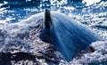 Humpback whale in front of the australian coast Royalty Free Stock Photo