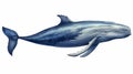 humpback whale hand painted indigo color illustration isolated on white background. AI Generative Royalty Free Stock Photo