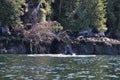 Humpback whale head out of water