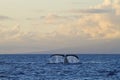 Humpback whale heading towards the raft while on a whale watch near Lahaina on Maui.