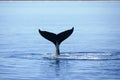 Humpback Whale in Hervey bay Australi Royalty Free Stock Photo