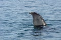 humpback whale at husavik in iceland Royalty Free Stock Photo