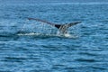 humpback whale at husavik in iceland Royalty Free Stock Photo