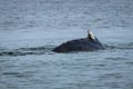 humpback whale at husavik in iceland Royalty Free Stock Photo