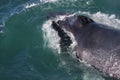 Humpback whale, Iceland, Atlantic Ocean Royalty Free Stock Photo