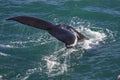 Humpback whale, Iceland, Atlantic Ocean Royalty Free Stock Photo