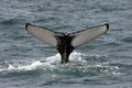 Humpback whale, Iceland, Atlantic Ocean Royalty Free Stock Photo