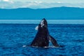 Humpback whale inflated head lunge in Alaska Royalty Free Stock Photo