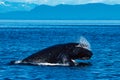 Humpback whale inflated head lunge in Alaska Royalty Free Stock Photo