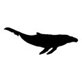 Humpback whale isolated black silhouette. Marine animal. White background. Vector illustration clipart Royalty Free Stock Photo