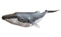 Humpback whale on an isolated white background.