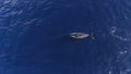 Aerial view of a migrational humpback whale