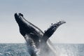 Humpback Whale jumping, Ecuador