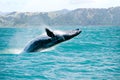 Humpback Whale Jumping Out Of The Water Royalty Free Stock Photo