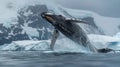 Humpback Whale Jumping Out of the Water Royalty Free Stock Photo