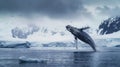 A Humpback Whale Jumping Out of the Water Royalty Free Stock Photo