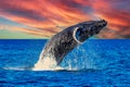 Humpback whale jumping on the sea surface of the Gulf of California that joins the Sea of Cortes with the Pacific Ocean