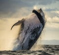 Humpback whale jumps out of the water. Beautiful jump. A rare photograph. Madagascar. St. Mary`s Island. Royalty Free Stock Photo