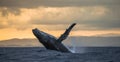 Humpback whale jumps out of the water. Beautiful jump. A rare photograph. Madagascar. St. Mary`s Island. Royalty Free Stock Photo