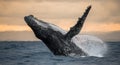 Humpback whale jumps out of the water. Beautiful jump. A rare photograph. Madagascar. St. Mary`s Island. Royalty Free Stock Photo