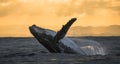 Humpback whale jumps out of the water. Beautiful jump. A rare photograph. Madagascar. St. Mary`s Island. Royalty Free Stock Photo