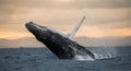 Humpback whale jumps out of the water. Beautiful jump. A rare photograph. Madagascar. St. Mary`s Island. Royalty Free Stock Photo