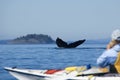 Humpback whale and kayak