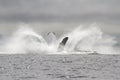 Humpback whale leaped into the sea in fountain spray