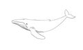 Humpback Whale line art vector. Whale linear sketch drawing isolated on white background