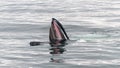 Adult Humpback Whale surface lunge feeding, Antarctic Peninsula Royalty Free Stock Photo