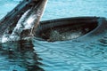 Humpback whale lunge feeding (Megaptera novaeangliae), Alaska, S Royalty Free Stock Photo