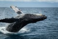 Humpback Whale in Maui