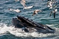 Humpback Whale (Megaptera novaeangliae) Royalty Free Stock Photo