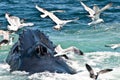 Humpback Whale (Megaptera novaeangliae) Royalty Free Stock Photo