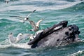 Humpback Whale (Megaptera novaeangliae) Royalty Free Stock Photo