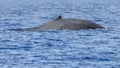 Humpback whale, megaptera novaeangliae, breaching in Lahaina Bay, Maui, Hawaii. Royalty Free Stock Photo