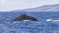 Humpback whale, megaptera novaeangliae, breaching in Lahaina Bay, Maui, Hawaii. Royalty Free Stock Photo