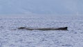 Humpback whale, megaptera novaeangliae, floating in Lahaina Bay, Maui, Hawaii. Royalty Free Stock Photo