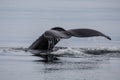 Humpback whale`s fluke Megaptera novaeangliae