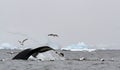 A humpback whale Megaptera novaeangliae shows its tail as it dives during feeding, with kelp gulls Larus dominicanus stealing Royalty Free Stock Photo