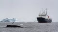 A humpback whale Megaptera novaeangliae surfacing in front of a tourist ship, Antarctica Royalty Free Stock Photo