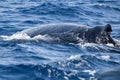 Humpback Whale Swims at the Surface Royalty Free Stock Photo