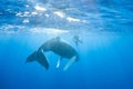 Humpback Whale and Snorkeler in Caribbean Sea Royalty Free Stock Photo