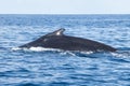 Humpback Whale Swims at Surface of Caribbean Royalty Free Stock Photo