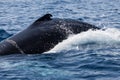 Humpback Whale Swims at Surface of Ocean Royalty Free Stock Photo