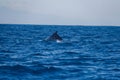 Wildlife: A Humpback Whale swims with her calf in the Pacific Ocean of Guatemala