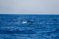 Wildlife: A Humpback Whale swims with her calf in the Pacific Ocean of Guatemala