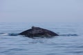 Humpback Whale With Distinctive Dorsal Fin on Cape Cod Royalty Free Stock Photo