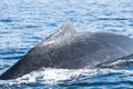 Humpback Whale Dorsal Fin at Surface Royalty Free Stock Photo